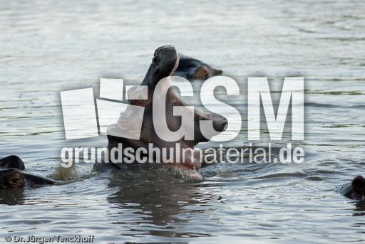 Flusspferd (36 von 104).jpg